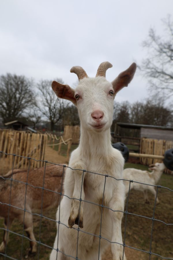 Dieren 1 Dieren 1