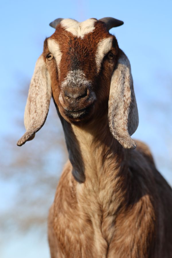 Dieren 2 Dieren 2