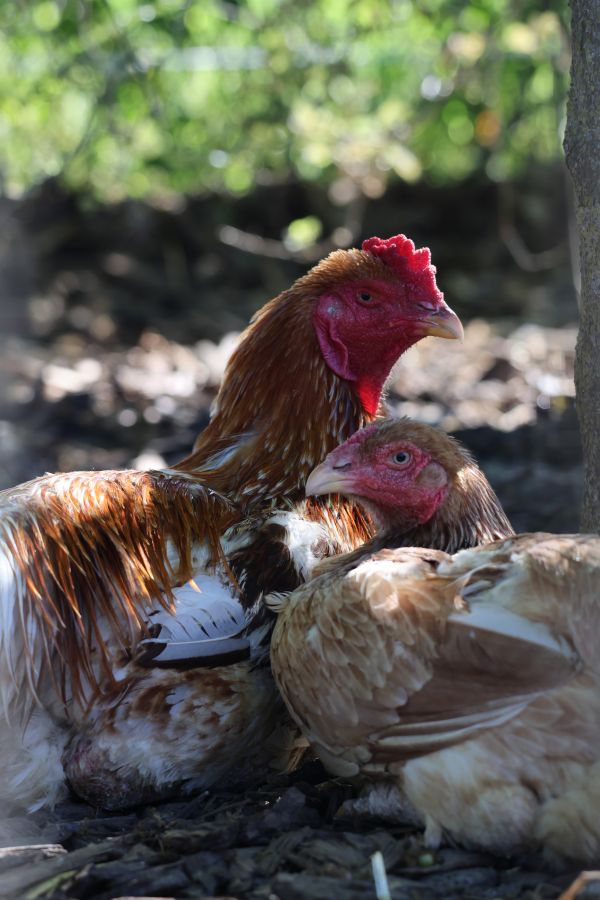 Dieren 4 Dieren 4