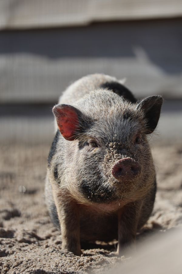 dieren 5 dieren 5
