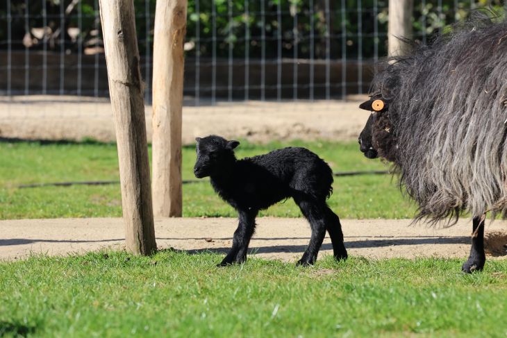 We verwelkomen 2 jonge Ouessant lammetjes