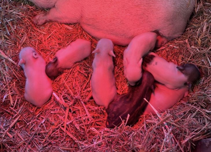Welkom biggetjes!