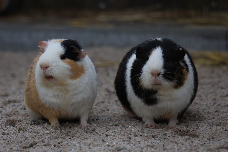 Cavia Cavia