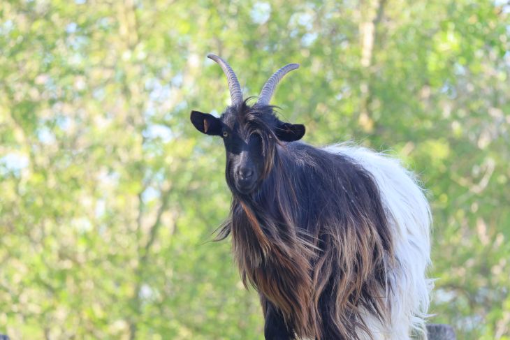 Wallische geit Wallische geit