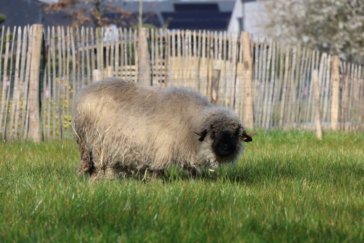 Walliser zwartneusschaap Walliser zwartneusschaap