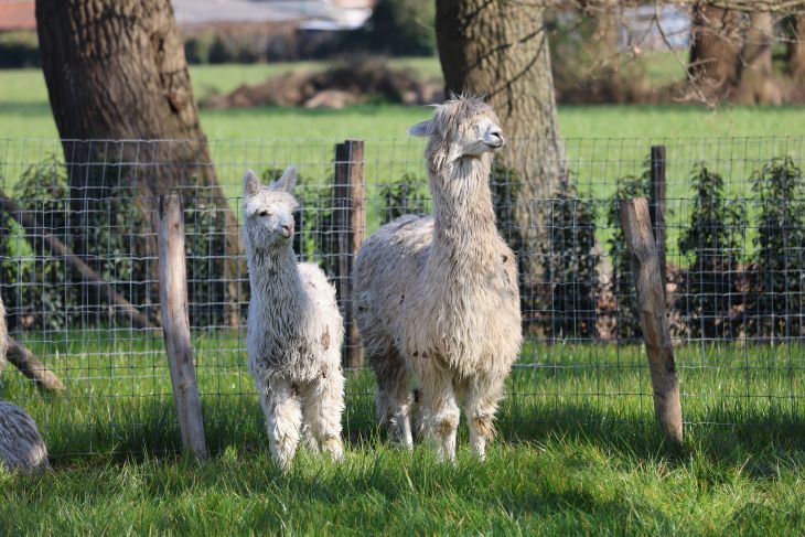Suri alpaca Suri alpaca