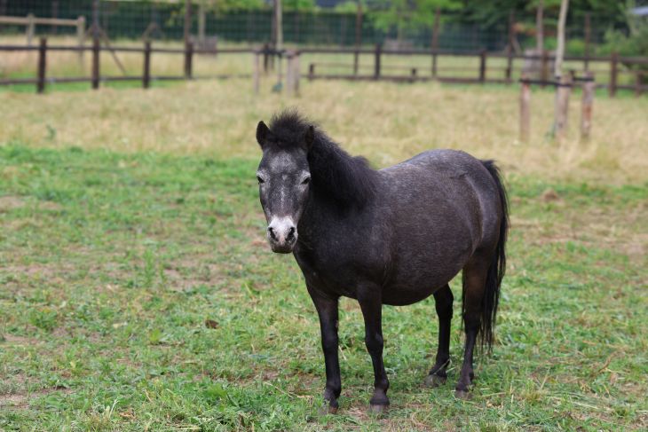Falabella