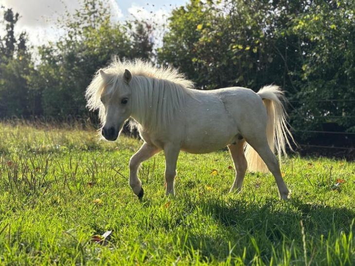 Falabella Falabella