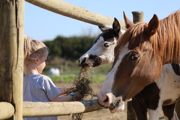 Boerderijkamp 2 Boerderijkamp 2