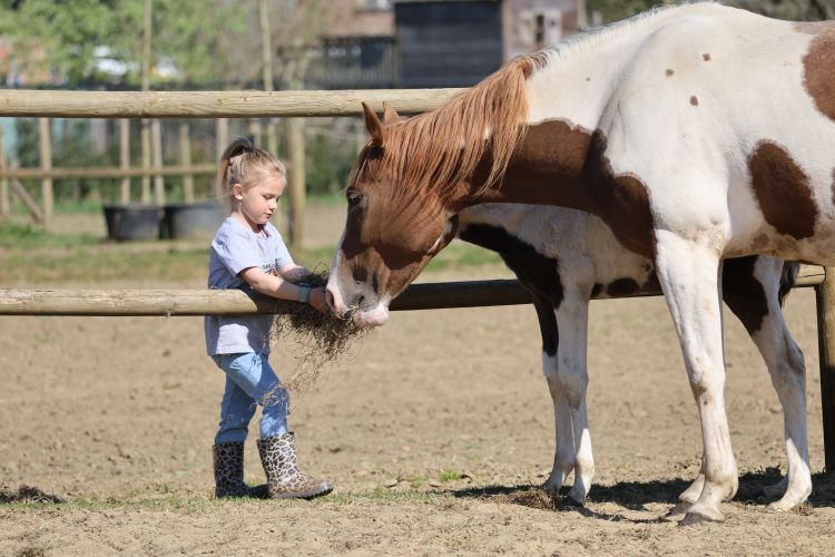 Ponyritjes