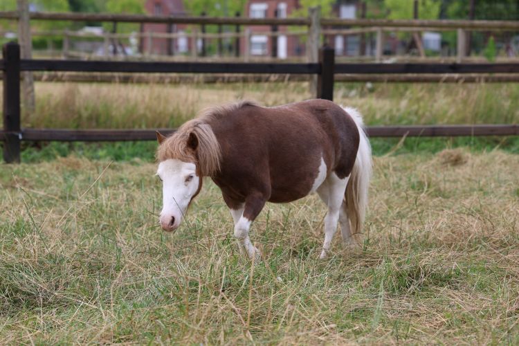 PONY DAG!